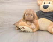 5 week old Shih Poo Puppy For Sale - Premier Pups 5 week old Shih Poo Puppy For Sale - Premier Pups