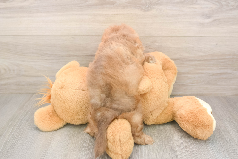 Meet Keaton - our Shih Poo Puppy Photo  3/3 - Premier Pups Shih Poo Pup Being Cute