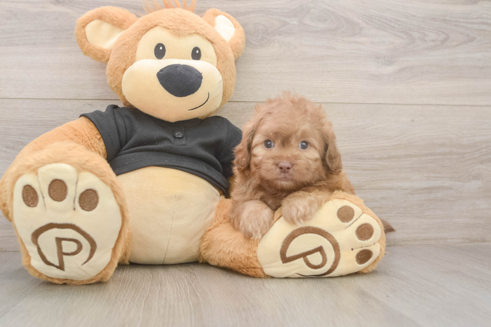 Meet Keaton - our Shih Poo Puppy Photo  2/3 - Premier Pups Little Shih Poo Poodle Mix Puppy