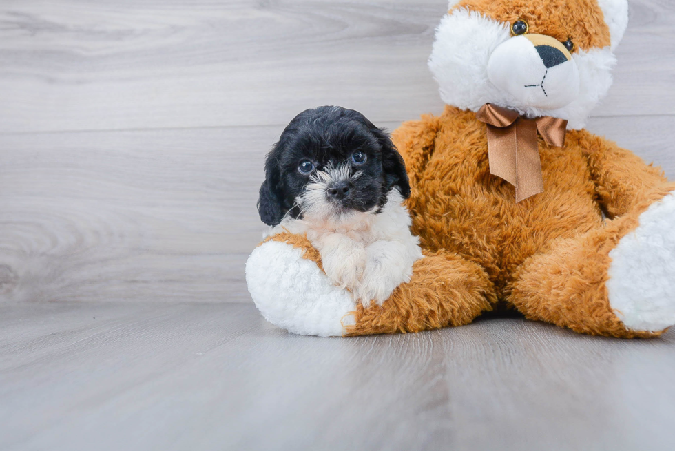 Best Shih Poo Baby