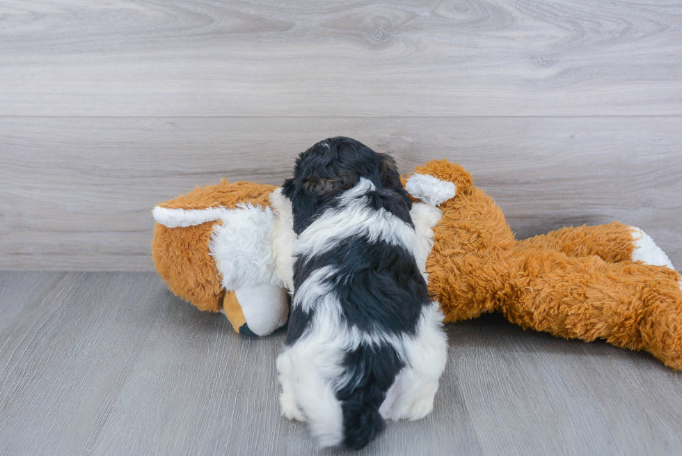 Petite Shih Poo Poodle Mix Pup