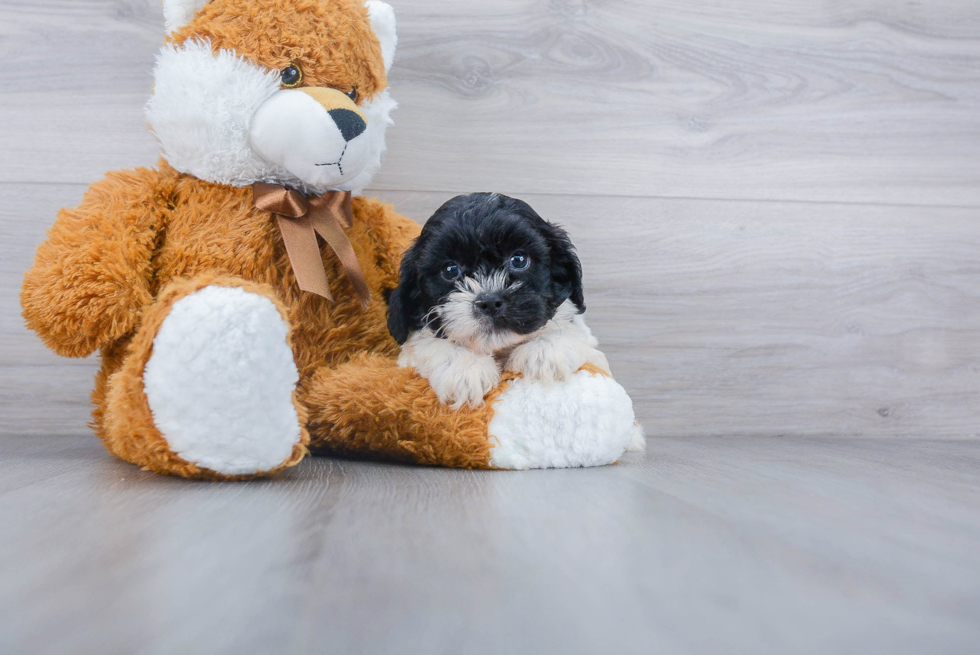 Cute Shih Poo Baby