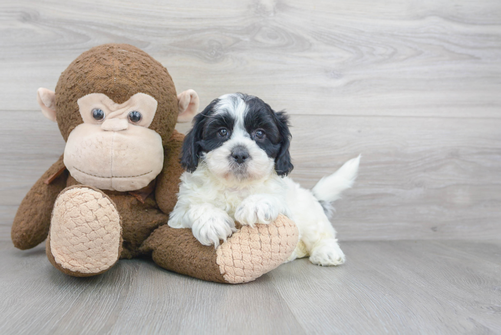 Adorable Shih Poo Poodle Mix Puppy