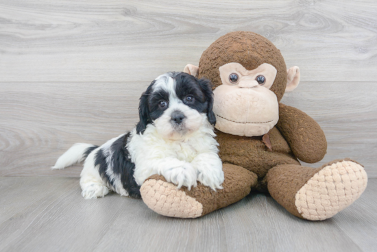 Shih Poo Pup Being Cute