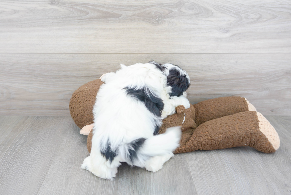 Shih Poo Pup Being Cute