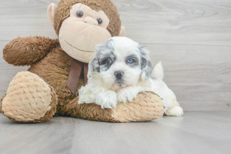 Shih Poo Pup Being Cute