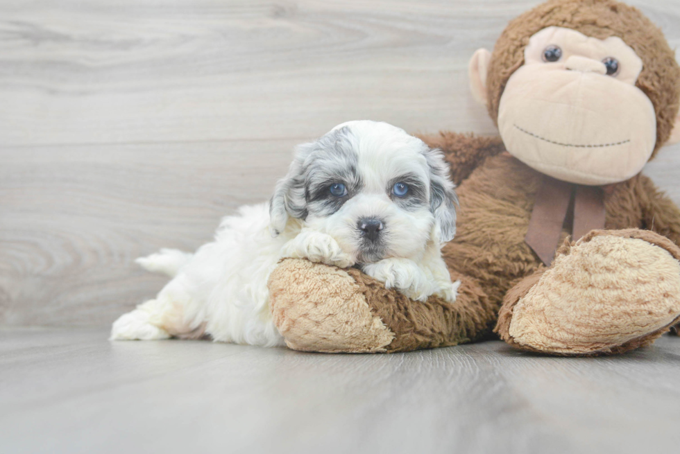 Fluffy Shih Poo Poodle Mix Pup