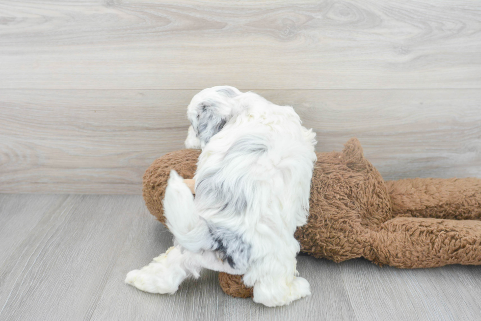 Popular Shih Poo Poodle Mix Pup