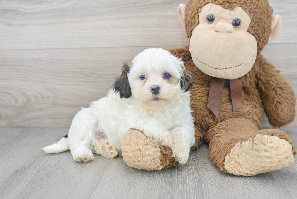 Happy Shih Poo Baby