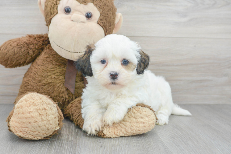 Friendly Shih Poo Baby