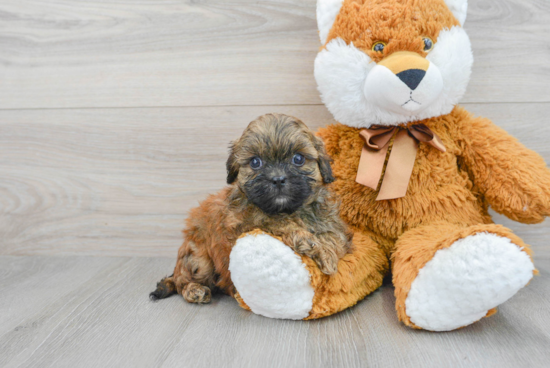 Energetic Shih Poo Poodle Mix Puppy