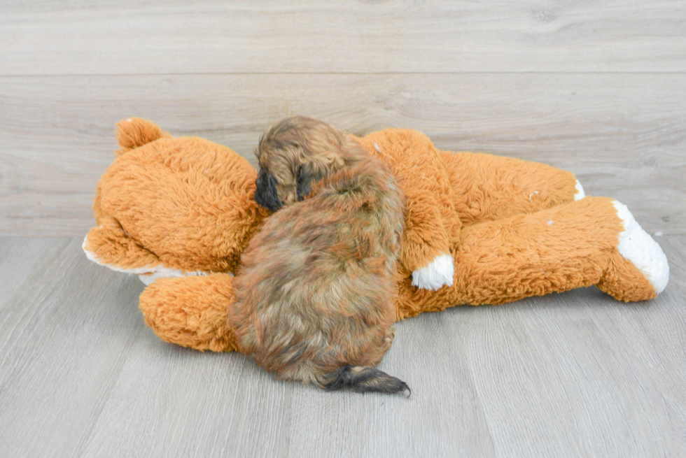 Smart Shih Poo Poodle Mix Pup