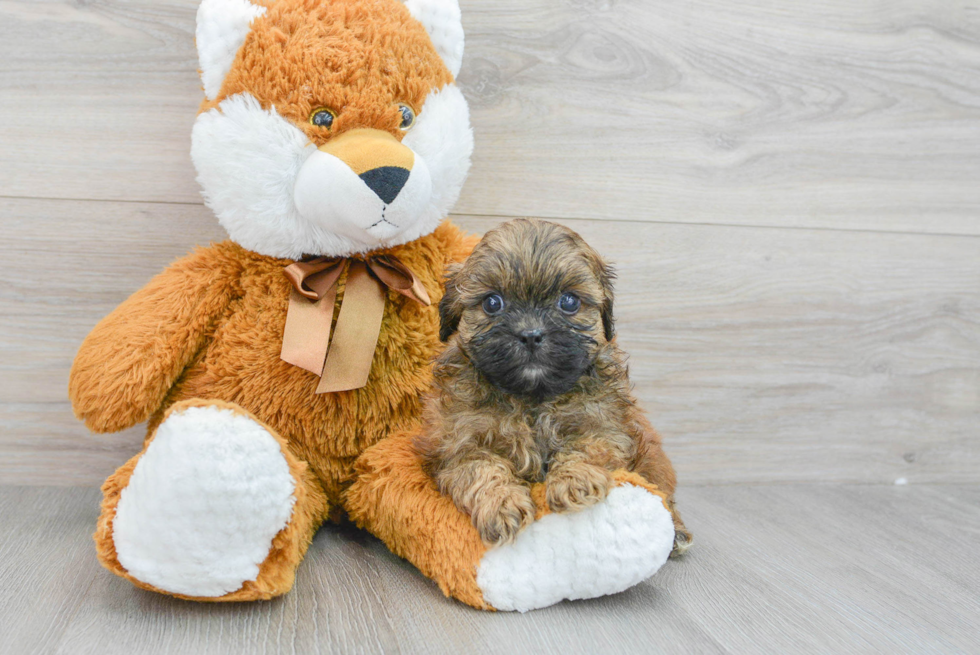 Popular Shih Poo Poodle Mix Pup