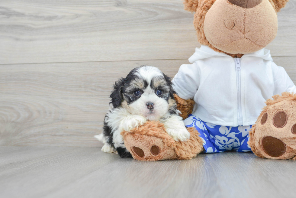 Shih Poo Puppy for Adoption