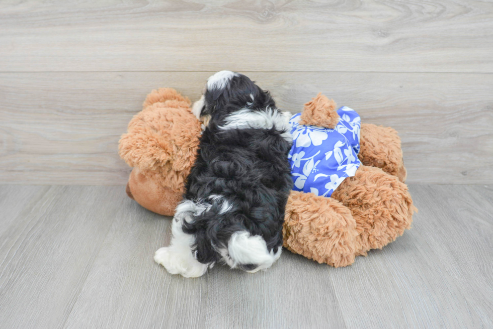 Shih Poo Puppy for Adoption