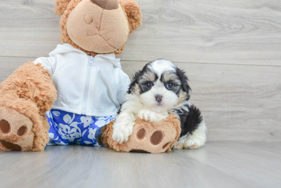 Sweet Shih Poo Baby