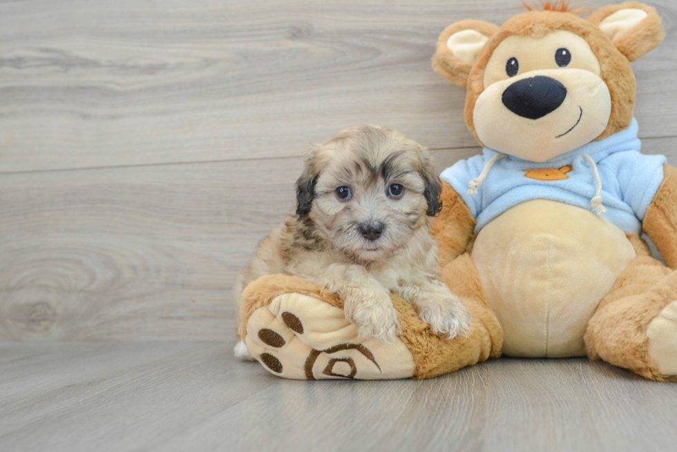 Funny Shih Poo Poodle Mix Pup