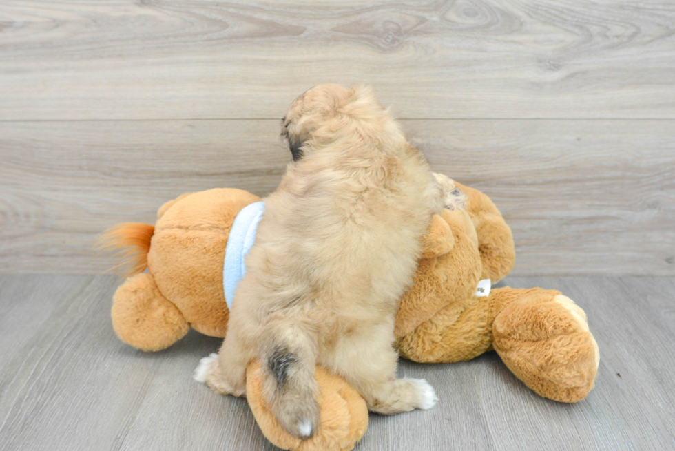 Little Shih Poo Poodle Mix Puppy