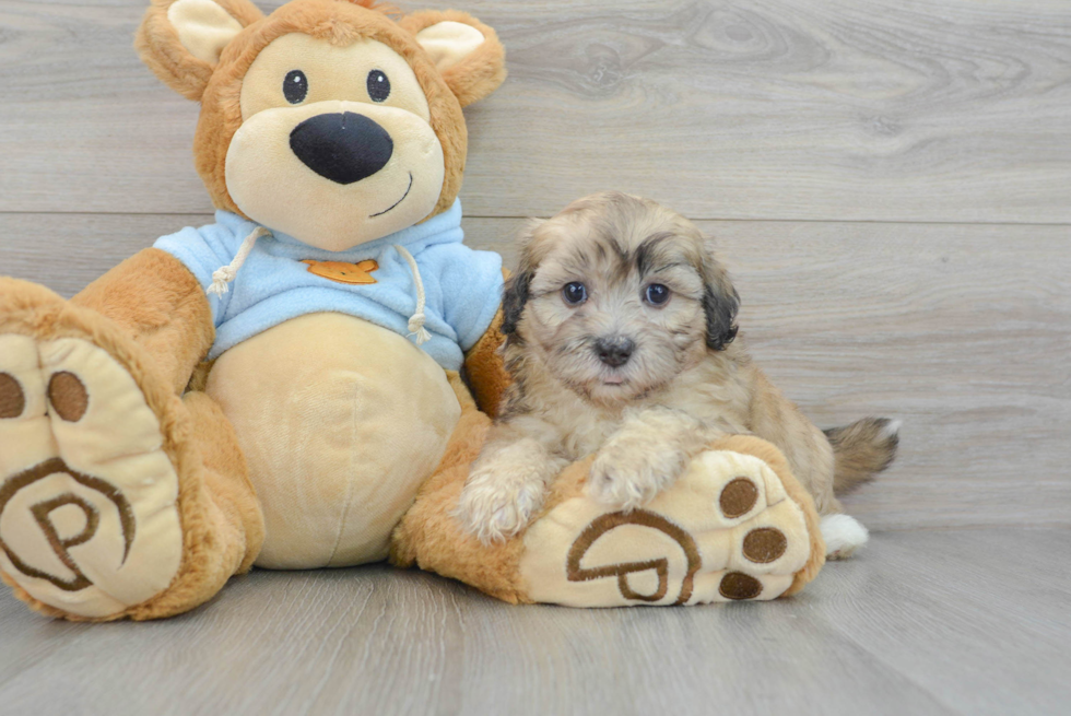 Shih Poo Pup Being Cute