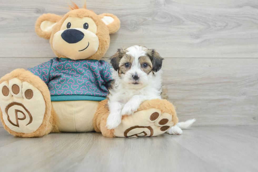 Shih Poo Pup Being Cute