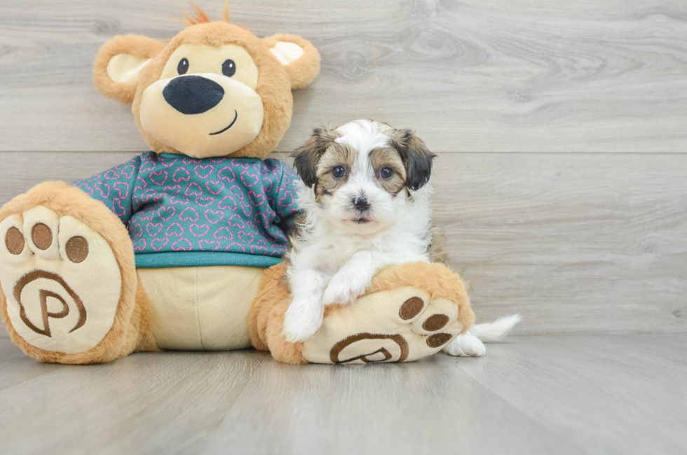 6 week old Shih Poo Puppy For Sale - Premier Pups