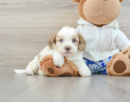 7 week old Shih Poo Puppy For Sale - Premier Pups