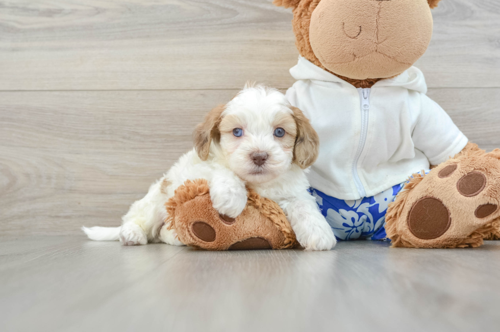 5 week old Shih Poo Puppy For Sale - Premier Pups