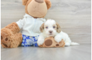 Sweet Shih Poo Baby