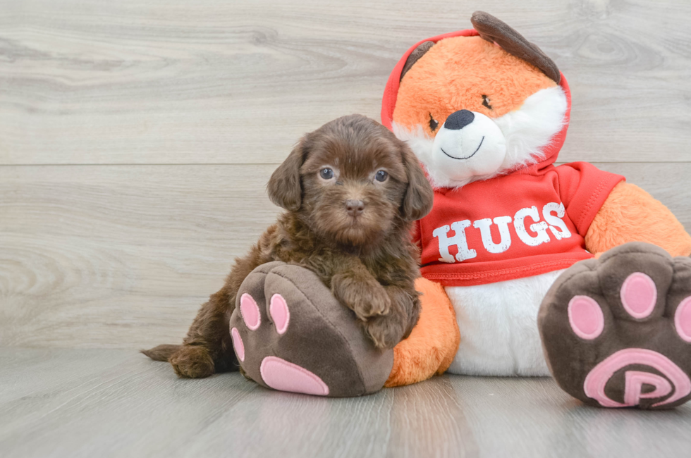 6 week old Shih Poo Puppy For Sale - Premier Pups