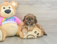 7 week old Shih Poo Puppy For Sale - Premier Pups