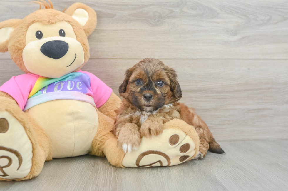 5 week old Shih Poo Puppy For Sale - Premier Pups