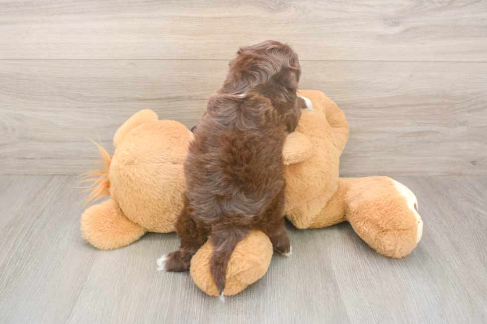 Meet Keene - our Shih Poo Puppy Photo  3/3 - Premier Pups Hypoallergenic Shih Poo Poodle Mix Puppy