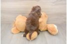 Meet Keene - our Shih Poo Puppy Photo  3/3 - Premier Pups Hypoallergenic Shih Poo Poodle Mix Puppy