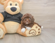 6 week old Shih Poo Puppy For Sale - Premier Pups