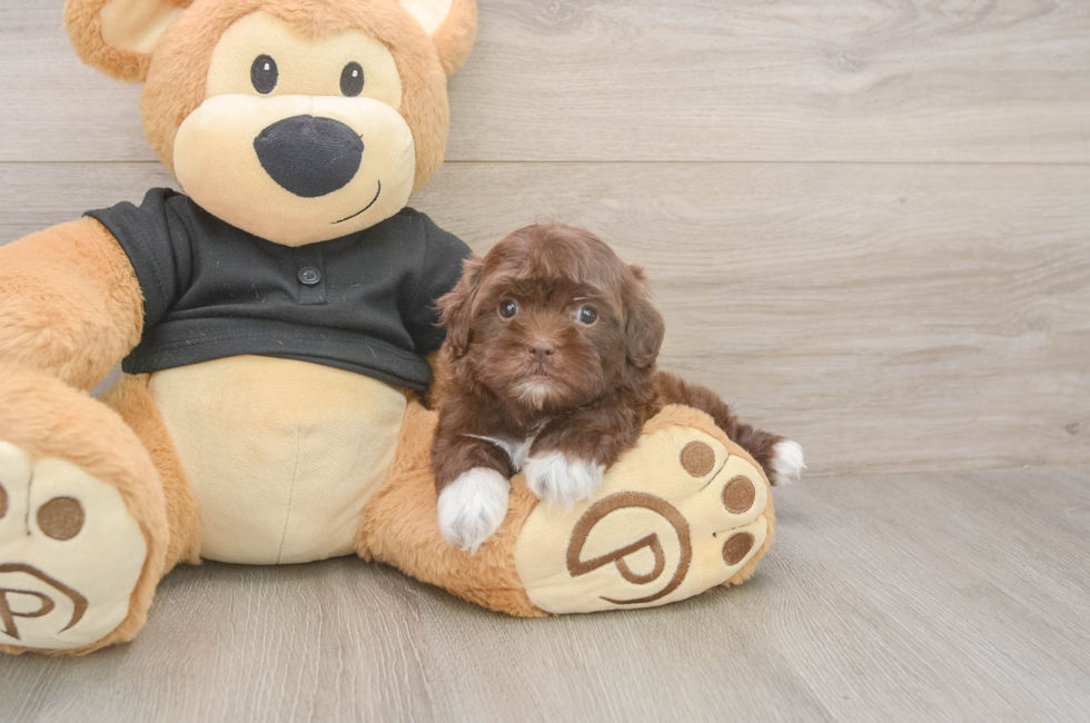 5 week old Shih Poo Puppy For Sale - Premier Pups