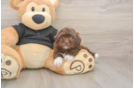 Meet Keene - our Shih Poo Puppy Photo  1/3 - Premier Pups Petite Shih Poo Poodle Mix Pup