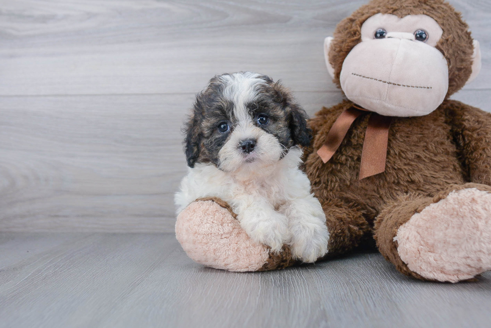 Playful Shihpoo Poodle Mix Puppy