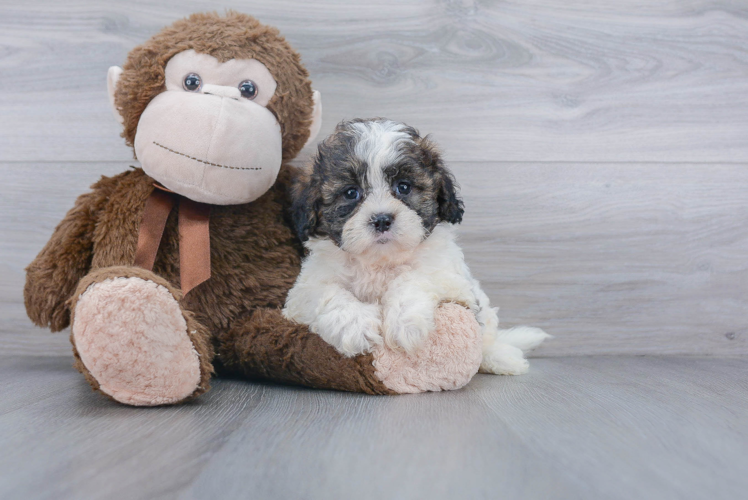 Petite Shih Poo Poodle Mix Pup