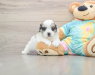 6 week old Shih Poo Puppy For Sale - Premier Pups