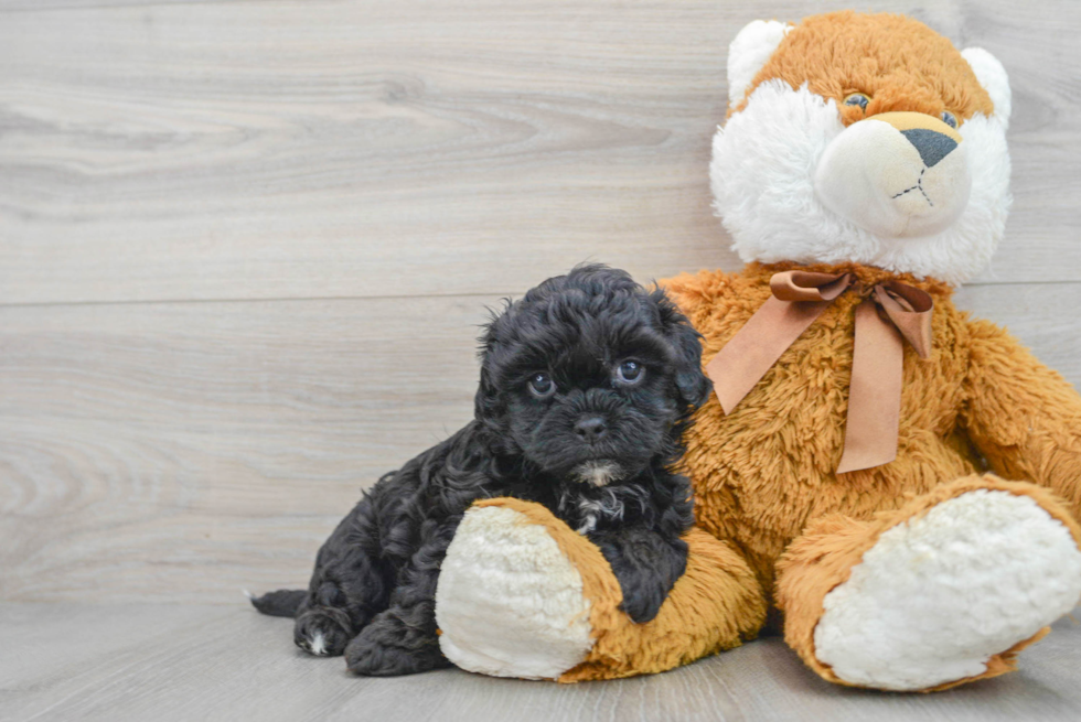 Small Shih Poo Baby