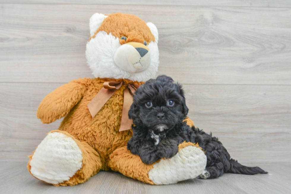 Shih Poo Puppy for Adoption