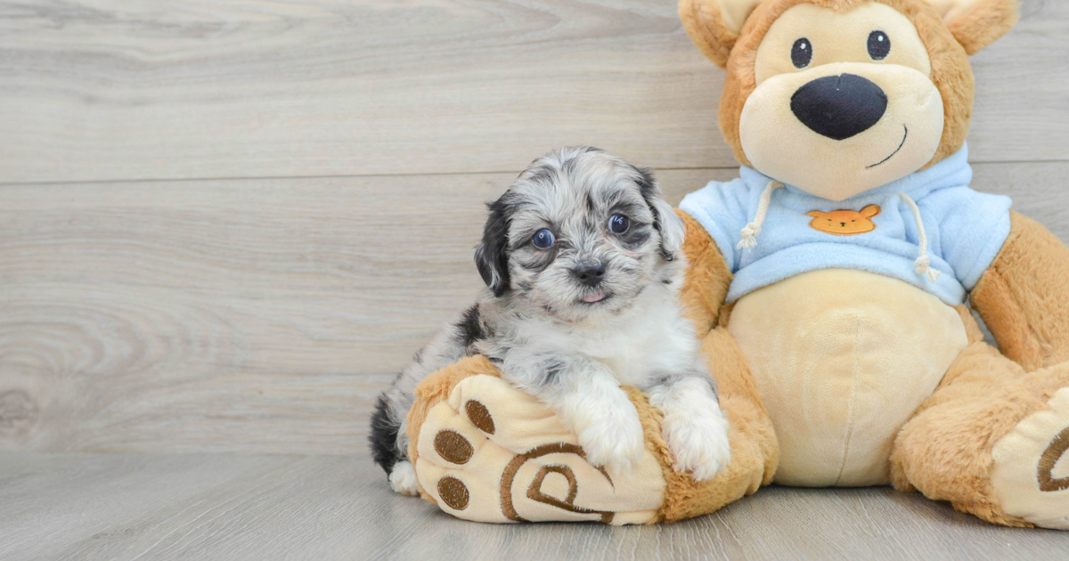 Small Shih Poo Kelly: 3lb 7oz Doodle Puppy