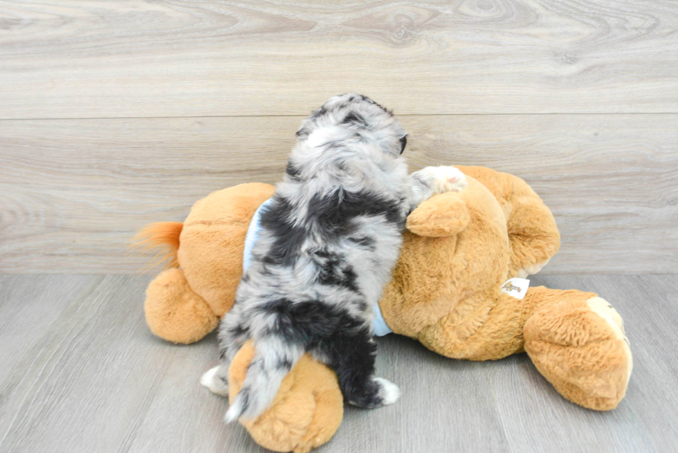Cute Shih Poo Baby