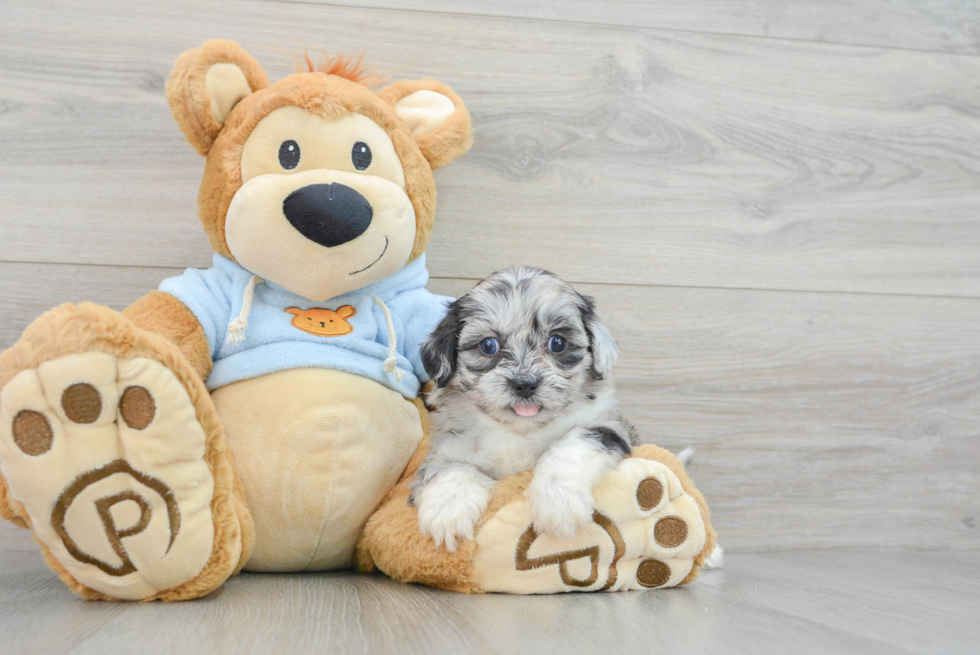 Shih Poo Pup Being Cute