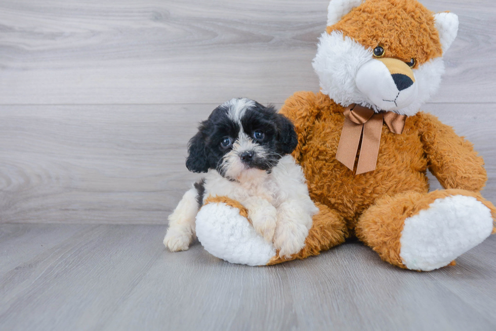 Popular Shih Poo Poodle Mix Pup