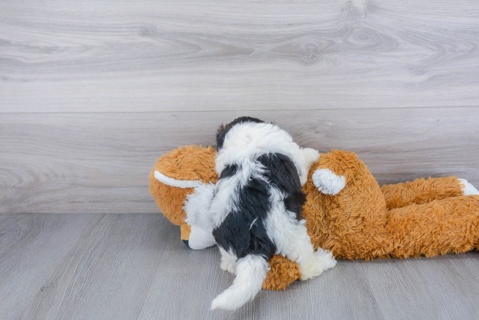 Shih Poo Puppy for Adoption