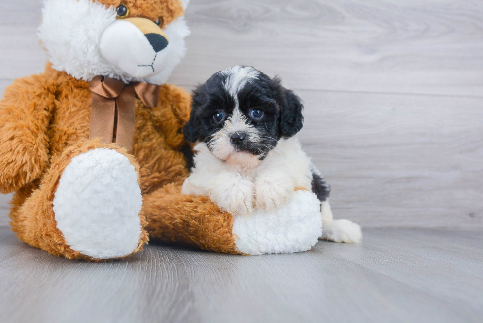 Best Shih Poo Baby