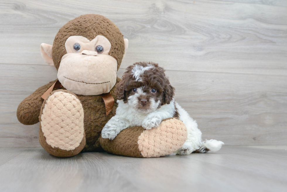 Smart Shih Poo Poodle Mix Pup