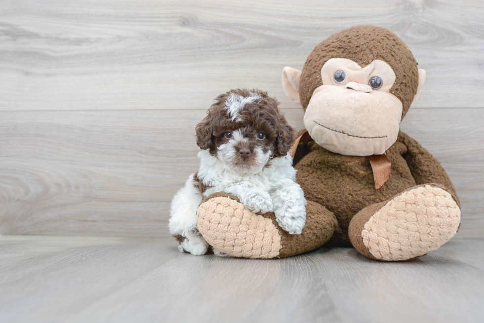 Playful Shihpoo Poodle Mix Puppy