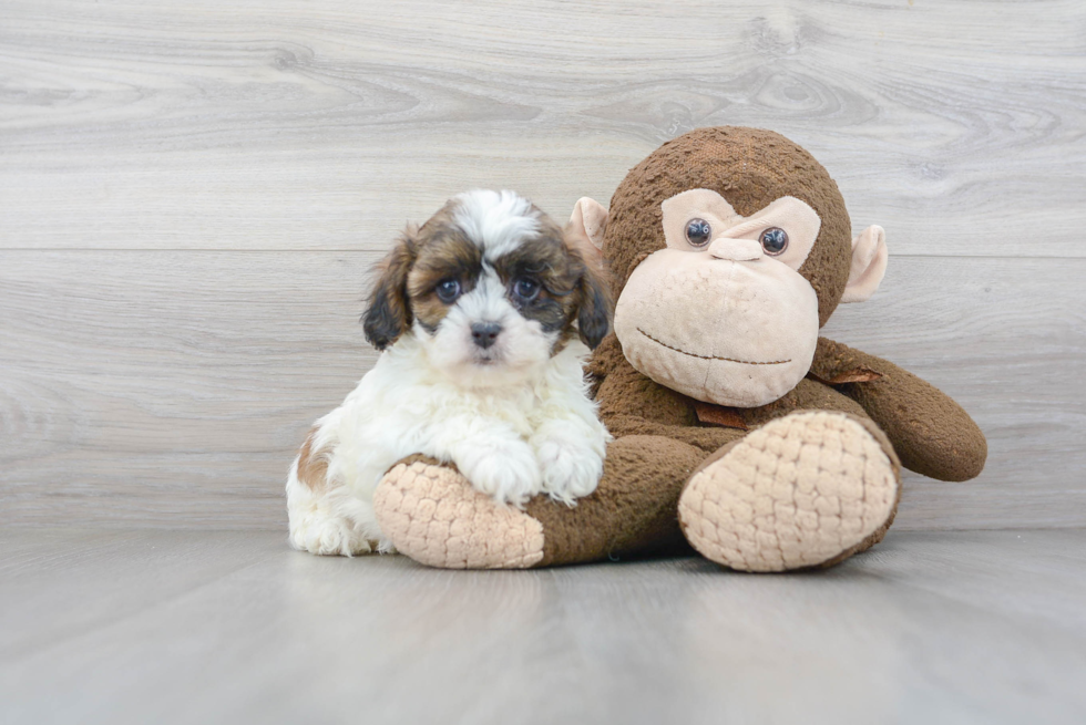 Small Shih Poo Baby